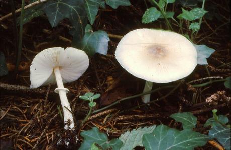 Blassrosa Egerlingsschirmpilz (Leucoagaricus sublittoralis) - © Helmut Pidlich-Aigner